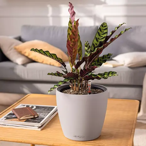 LECHUZA CLASSICO Color LS muskat