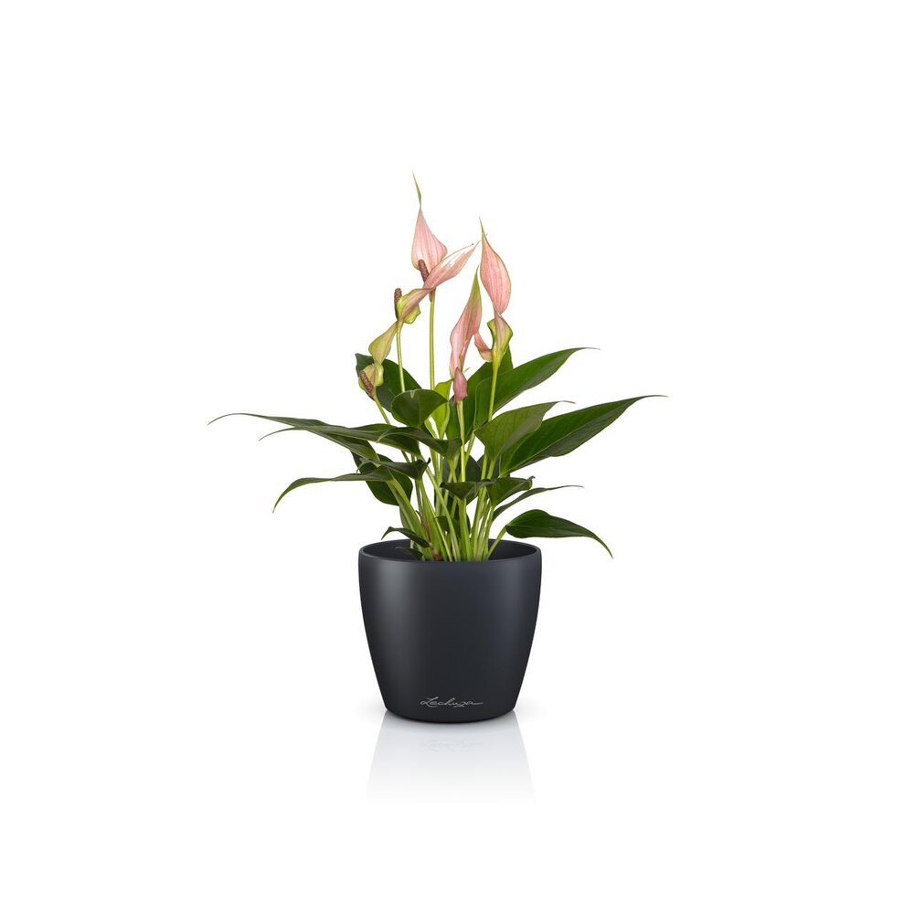 LECHUZA CLASSICO Color DECO slate grey LECHUZA CLASSICO Color DECO slate grey