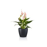 CLASSICO Color DECO slate grey