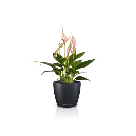 LECHUZA CLASSICO Color DECO slate grey LECHUZA CLASSICO Color DECO slate grey