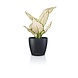 LECHUZA CLASSICO Color DECO slate grey LECHUZA CLASSICO Color DECO slate grey
