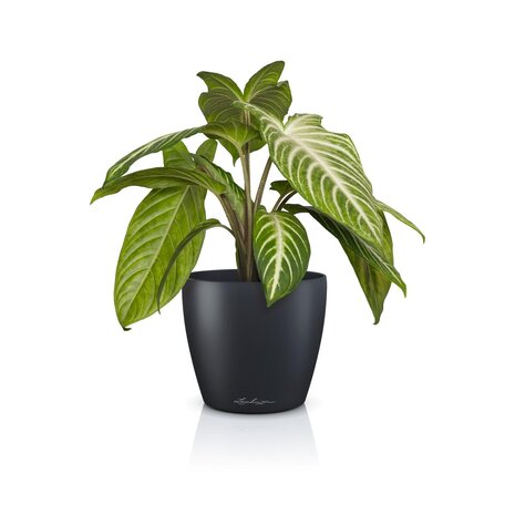 LECHUZA CLASSICO Color DECO slate grey LECHUZA CLASSICO Color DECO slate grey