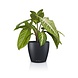 LECHUZA CLASSICO Color DECO slate grey LECHUZA CLASSICO Color DECO slate grey