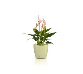 CLASSICO Color DECO lime