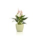 LECHUZA CLASSICO Color DECO lime LECHUZA CLASSICO Color DECO lime