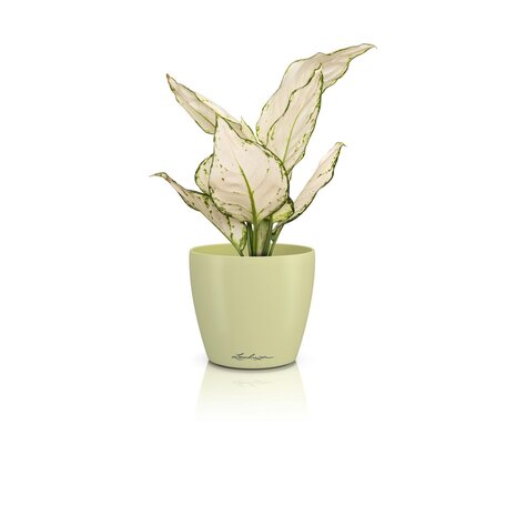 LECHUZA CLASSICO Color DECO lime LECHUZA CLASSICO Color DECO lime