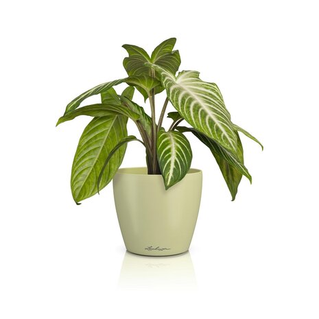 LECHUZA CLASSICO Color DECO lime LECHUZA CLASSICO Color DECO lime