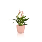 CLASSICO Color DECO magnolia CLASSICO Color DECO magnolia