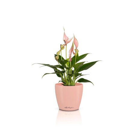 LECHUZA CLASSICO Color DEKO Magnolie