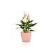 LECHUZA CLASSICO Color DECO magnolia LECHUZA CLASSICO Color DECO magnolia