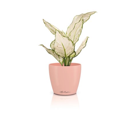 LECHUZA CLASSICO Color DECO magnolia