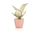 LECHUZA CLASSICO Color DECO magnolia LECHUZA CLASSICO Color DECO magnolia