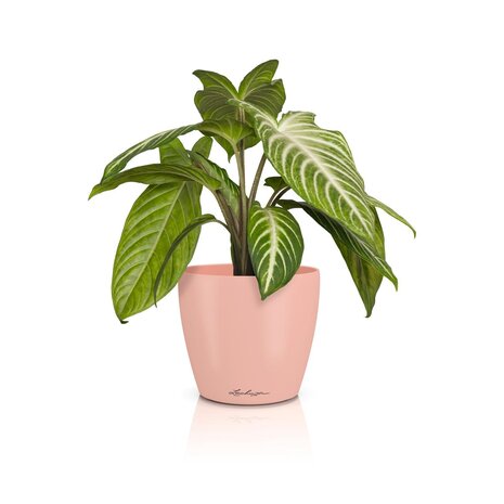 LECHUZA CLASSICO Couleur DECO magnolia LECHUZA CLASSICO Couleur DECO magnolia