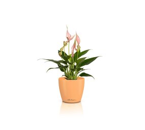 CLASSICO Color DECO papaye CLASSICO Color DECO papaye