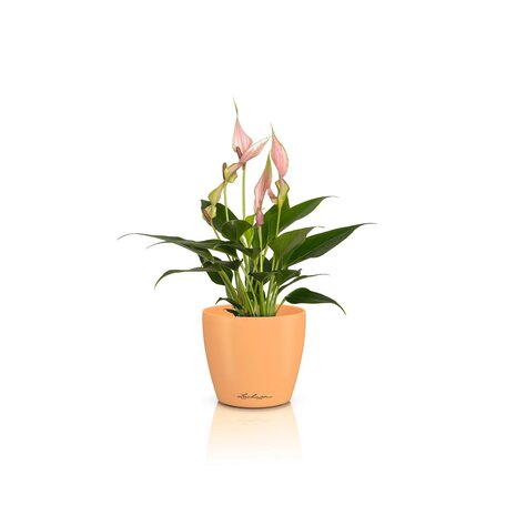 LECHUZA CLASSICO Color DEKO Papaya