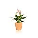 LECHUZA CLASSICO Color DECO papaye LECHUZA CLASSICO Color DECO papaye