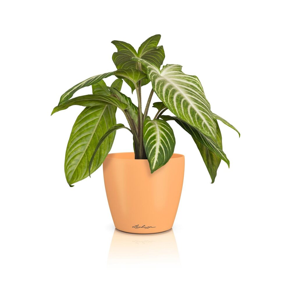 LECHUZA CLASSICO Color DEKO Papaya