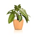 LECHUZA CLASSICO Color DECO papaye LECHUZA CLASSICO Color DECO papaye