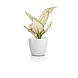LECHUZA CLASSICO Color DECO white LECHUZA CLASSICO Color DECO white
