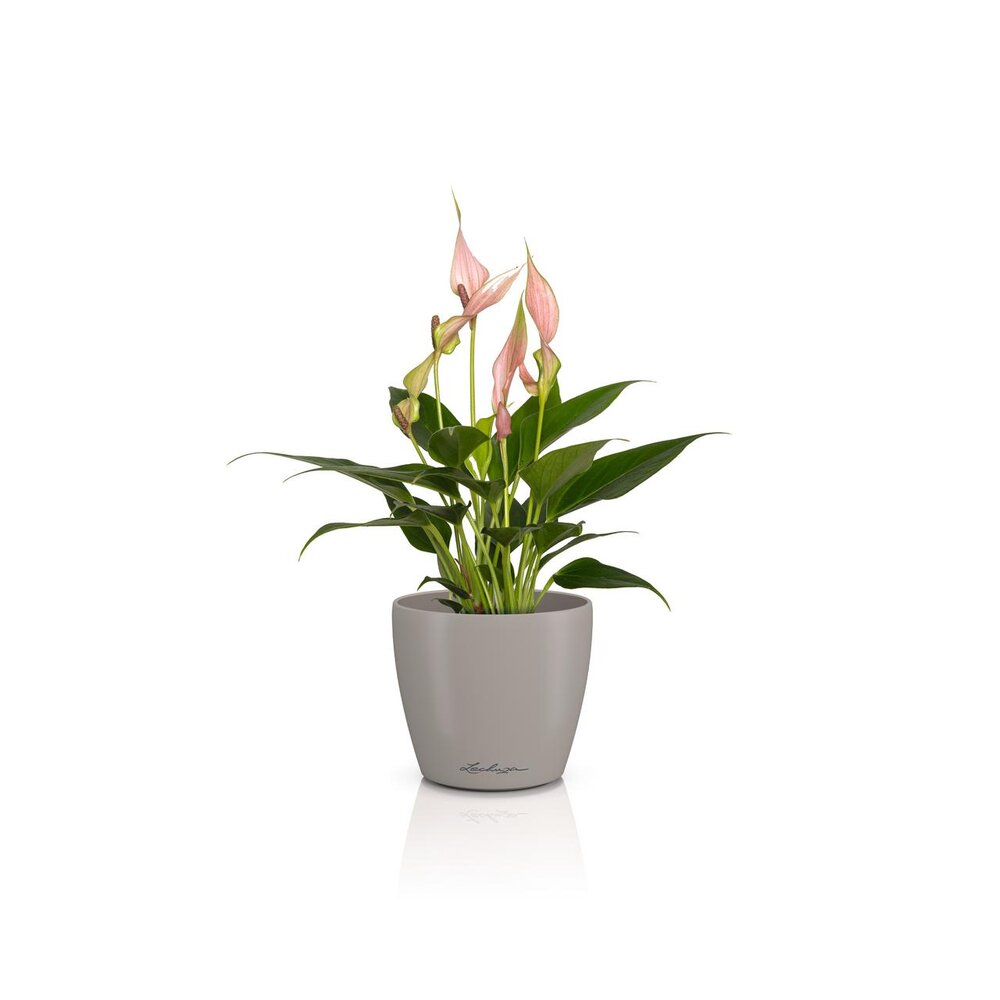 LECHUZA CLASSICO Color DECO zandbruin LECHUZA CLASSICO Color DECO zandbruin