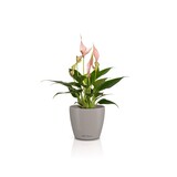 CLASSICO Color DECO sandbraun