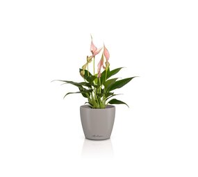 CLASSICO Color DECO zandbruin