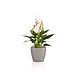 LECHUZA CLASSICO Color DECO zandbruin LECHUZA CLASSICO Color DECO zandbruin