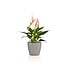 CLASSICO Color DECO brun sable CLASSICO Color DECO brun sable