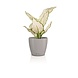 LECHUZA CLASSICO Color DECO brun sable LECHUZA CLASSICO Color DECO brun sable