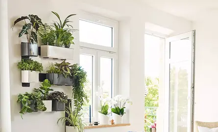 Aan de wanden geen onbeduidende muurbloempjes, maar stralende planten en rijke bloemenpracht!