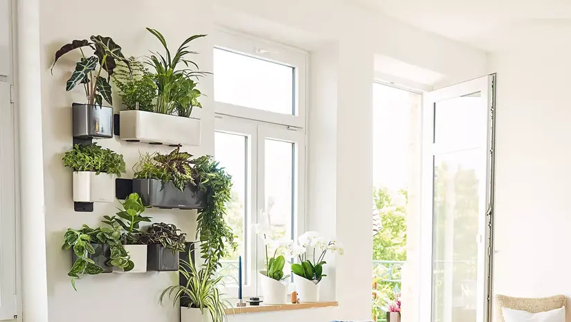 Aan de wanden geen onbeduidende muurbloempjes, maar stralende planten en rijke bloemenpracht!