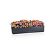 LECHUZA BALCONERA Color 40|50|80|100 slate - with removable inner container - with irrigation system - ALL-IN-ONE set with LECHUZA-PON LECHUZA BALCONERA Color 40|50|80|100 slate - with removable inner container - with irrigation system - ALL-IN-ONE set with LECHUZA-PON