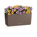 BALCONERA Color muskat