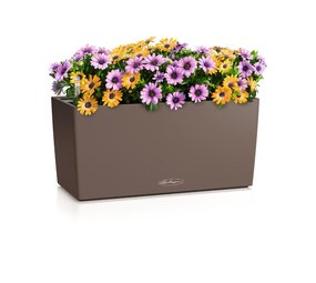 BALCONERA Color muskat BALCONERA Color muskat