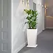 LECHUZA COASTER Plantenroller LECHUZA COASTER Plantenroller