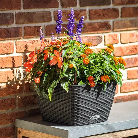 LECHUZA BACINO Cottage graphitschwarz