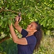 GARDENA PremiumCut Snoeischaar voor Vers Hout - 12241-20 GARDENA PremiumCut Snoeischaar voor Vers Hout - 12241-20