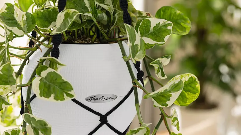 Hangende Plantenbakken: Stijlvolle oplossing voor Jouw Interieur