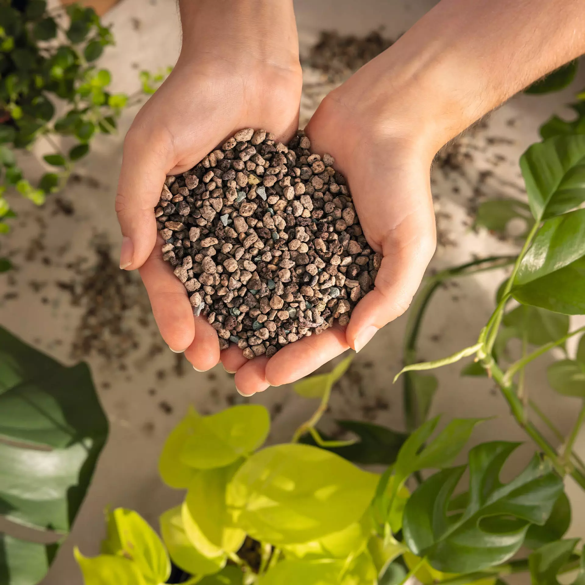 Substraat of potgrond: wat is het verschil en wat is beter?