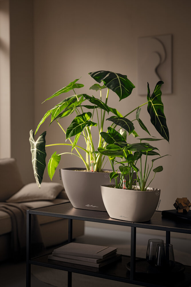 LECHUZA NAVIO Color weiß