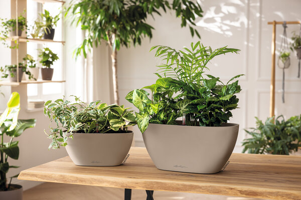 LECHUZA NAVIO Color muskat LECHUZA NAVIO Color muskat