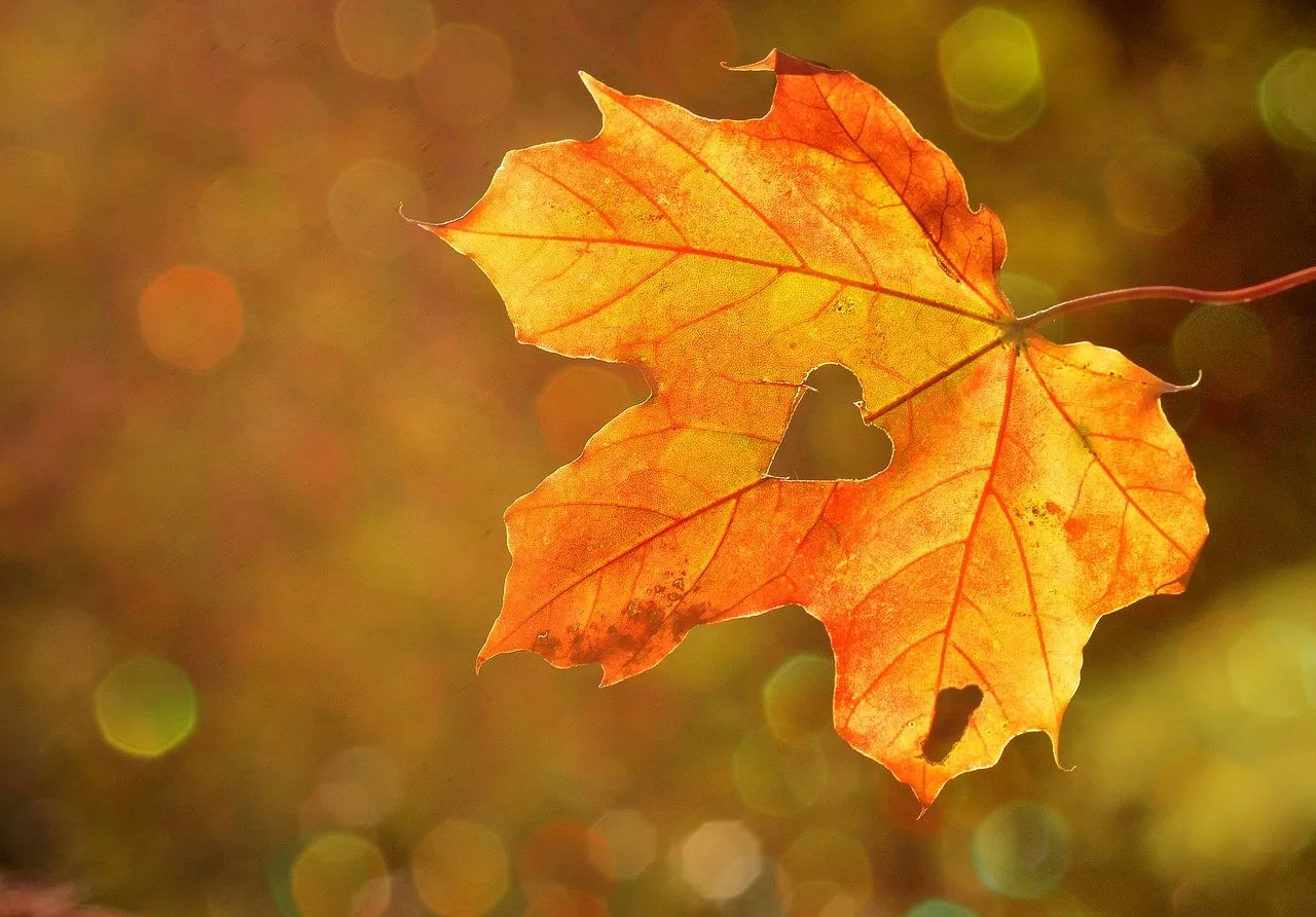 Dit zijn 4 fijne tips: overgang naar herfst