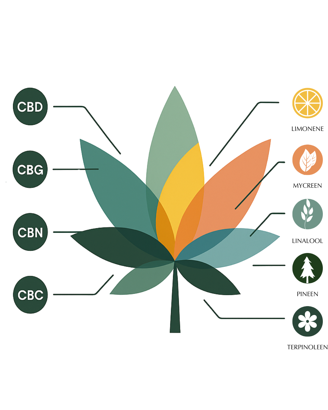 Abstracte infographic over het samenspel van cannabinoïden en terpenen.