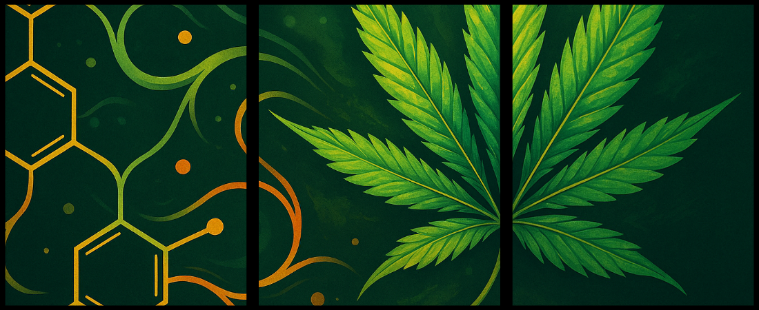 Terpenen in Cannabis – de aromatische bouwstenen