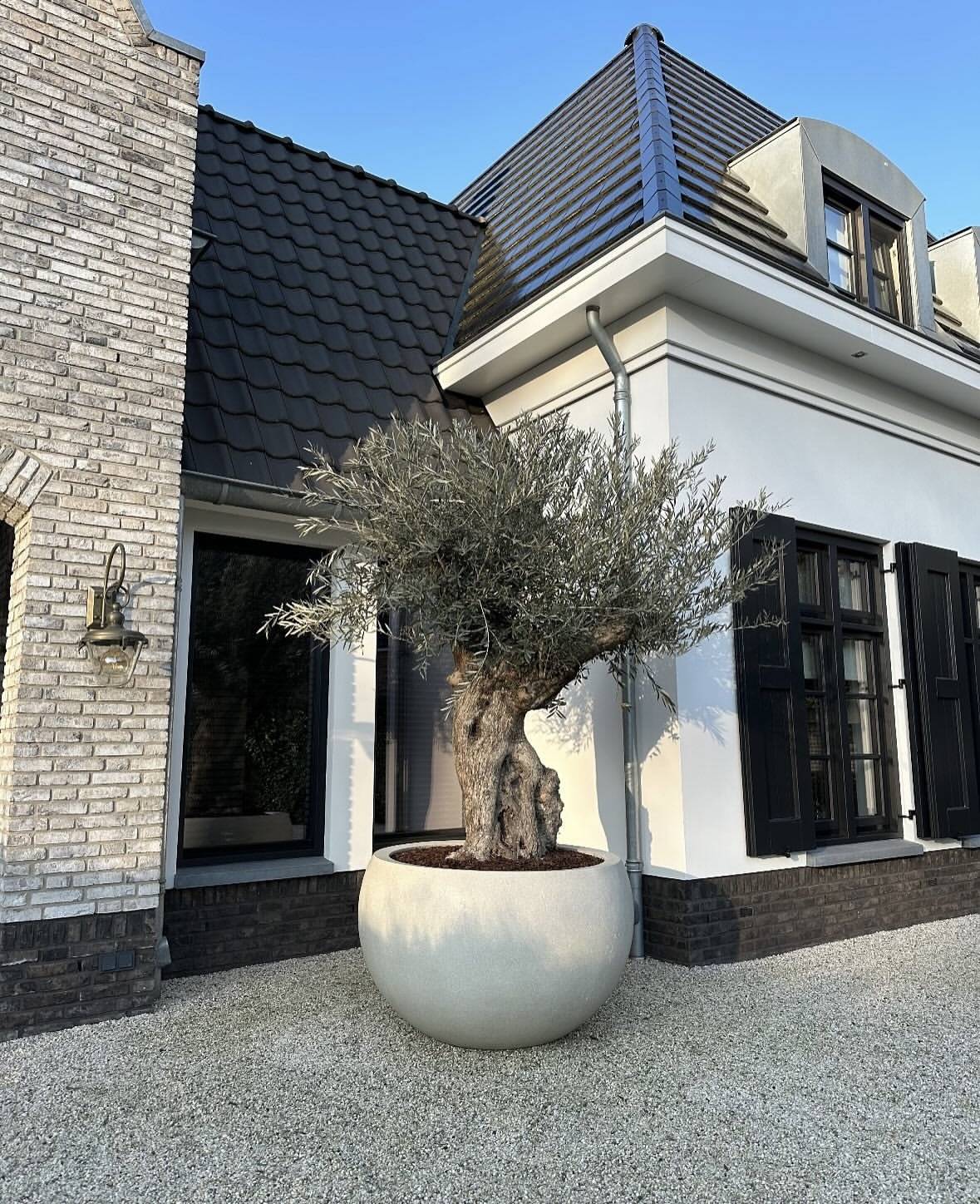 Geef je woning karakter met PALMEXPERT.NL
