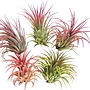 luchtplantje - tillandsia - small