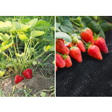 Anti-ukrudtsdug - Agrotextil - 1,1 x 100 m - 100 jordpinde