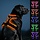 Harnais anti-traction LED pour chien - Orange Taille L - Jusqu'à -31%