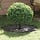 Lot de 5 bordures d'arbre en acier noir Ø 80 cm - 34% de remise