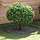 Lot de 5 tours d'arbre en acier noir - 35% de remise